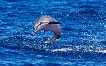 Hawaiian spinner dolphin calf in the ocean