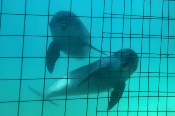 Dolphins being captured for entertainment or meat