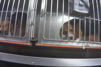Beagles in their cages during Dow investigation