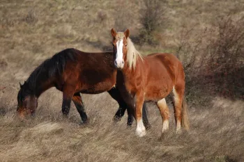 horses at Duchess Sanctuary saved from equine cruelty