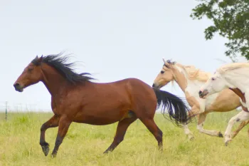 Horses gallop through the fields at Duchess Sanctuary
