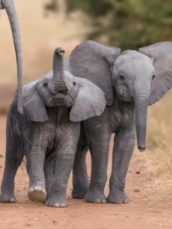 Baby elephants 