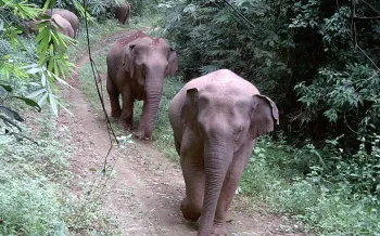 Camera-trap photos and video footage of wild elephants captured through Humane World for Animals’ monitoring programs - bringing the public face-to-face with the reality of elephant conservation in Viet Nam