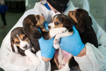 Rescuer holding a beagles rescued from Envigo RMS LLC facility in Cumberland, VA