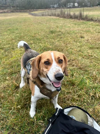 A smiling beagle in a green harness looks toward the camera after playing around in a grassy field.