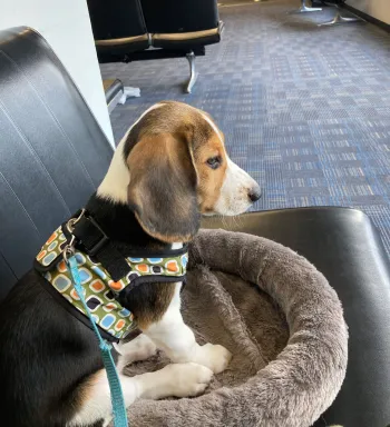 A small beagle puppy sits in a brown bed on a black chair at a gate in the Maryland airport.