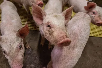 multiple pigs in factory