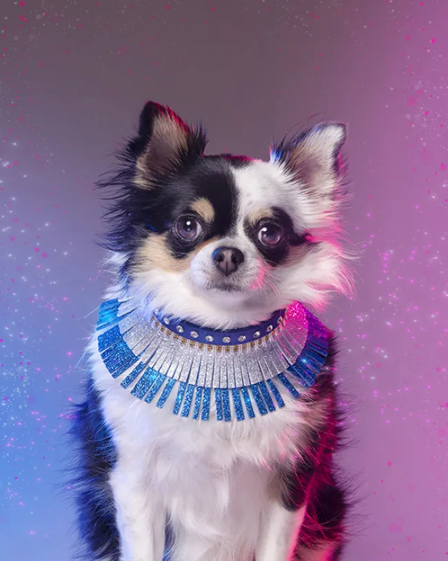 Dog styled and posed for a photoshoot