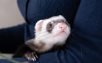 domestic pet ferret gets cozy in owners arms