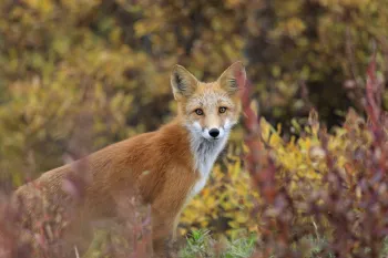 Wild red fox