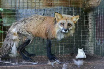 Going fur free can end suffering of animals like this red fox on a fox and mink farm.