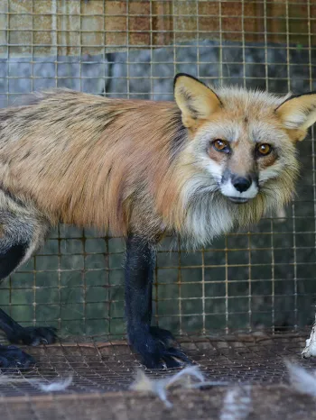 Going fur free can end suffering of animals like this red fox on a fox and mink farm.