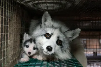 Adult and baby fox in a cage on a fur farm in Finland