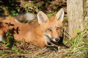 fox crouching next to tree