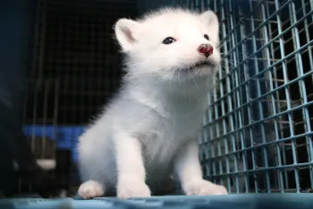A young fox at a fur farm stares out from their cage