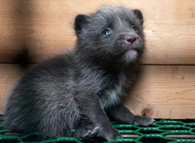 Small afraid fox kit looks out of cage on fur farm