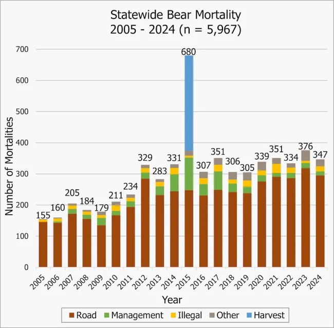 This bar graph from the Florida Fish and Wildlife Conservation Commission shows the number of bears killed throughout Florida by either road, management, illegal, hunting, or other causes of death from 2005 to 2024.
