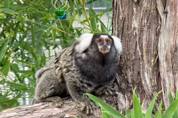 A marmoset sitting on a tree branch outdoors