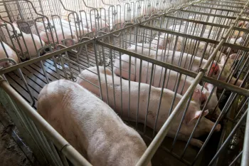 Pigs confined in gestation crates