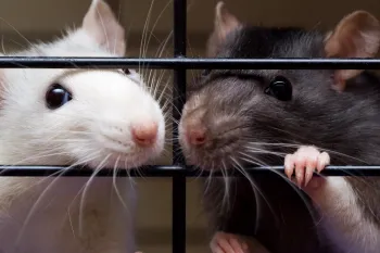 Two cute mice