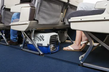 Passenger traveling, seated on an airplane with their pet dog. Pet carrier is stowed under the seat.