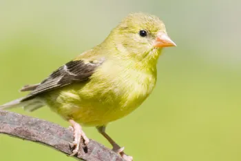 Gold finch bird, wildlife Gold finch bird sitting on a branch.