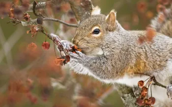 Gray squirrel eating in a tree