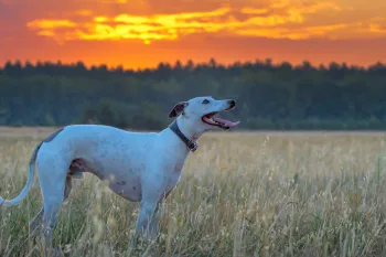 Greyhound dog looking at the sunset