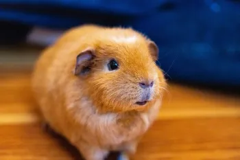 Guinea pig