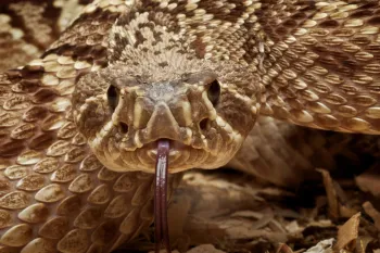 a close-up view of a rattlesnake