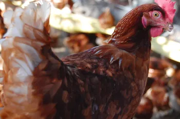 Cage-free chickens