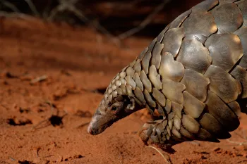 Pangolin in Kalahari Desert, South Africa