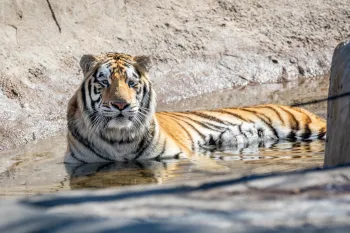 Loki the tiger relaxing in water