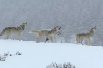 a group of four wolves standing in a snow-covered landscape