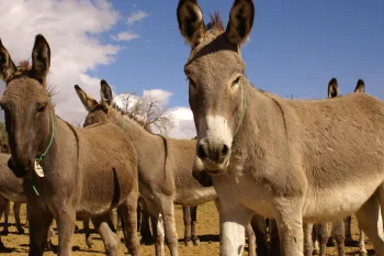 The image features a herd of donkeys standing on a sandy terrain under a clear blue sky. 