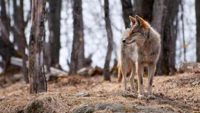 Wild coyote standing in the trees