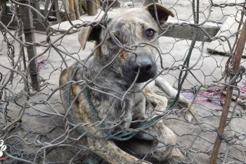 a dog with a brindle coat sitting on the ground inside a makeshift wire enclosure