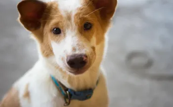 A small dog with light brown and white fur stares at the camera