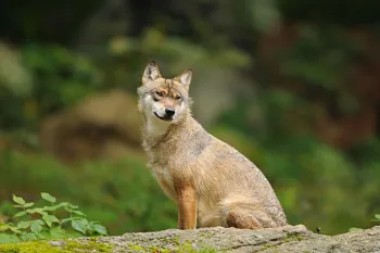 A wolf sitting outside in the wild