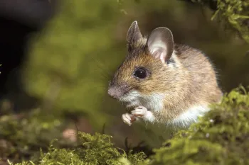 a small, brown and white mouse perched on a bed of vibrant green moss