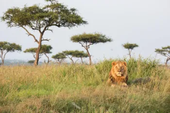 lion lying on a hill