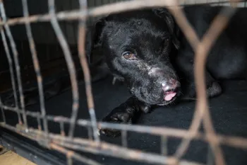 Black dog with scarring consistent with dogfighting