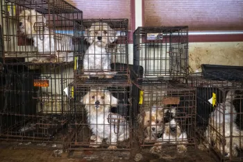 Dogs in filthy cages stacked on top of each other