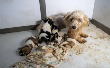 A nursing dog and her puppies on a filthy floor
