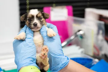 a puppy being held for an exam