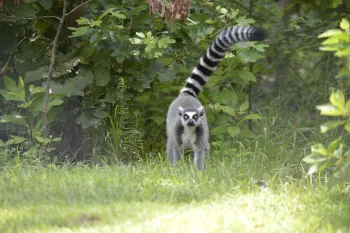Walnut, a ring-tailed lemur, in grass