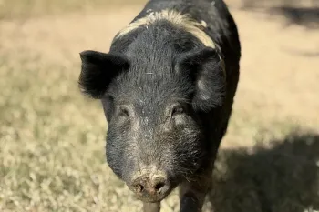 a pig standing on grass