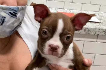 Tyler, a sick puppy from Petland Texas