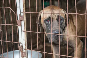 A dog is shown locked in a cage at a dog meat farm in Haemi, South Korea