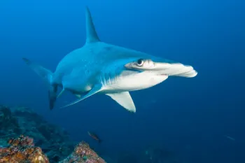 Hammerhead shark swimming